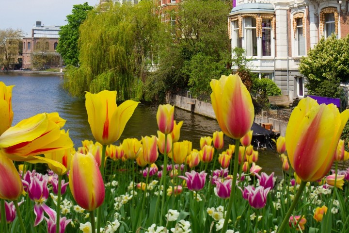 a close up of a flower garden