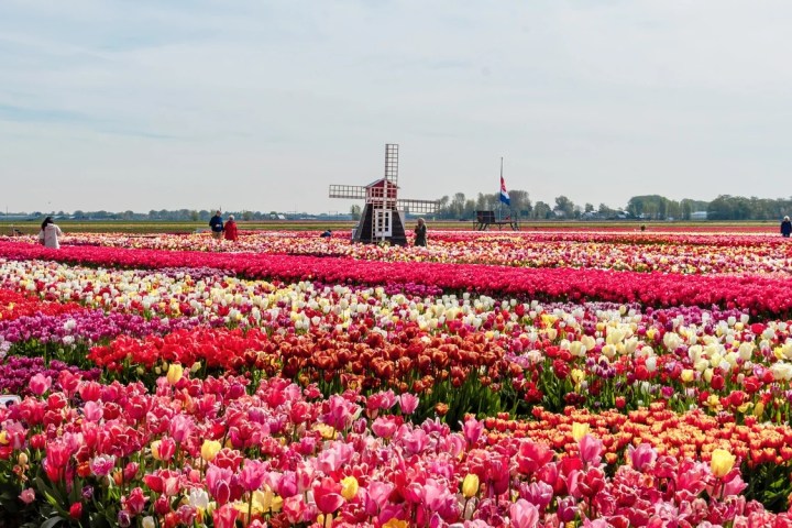 a large pink flower in a field with Hitachi Seaside Park in the background
